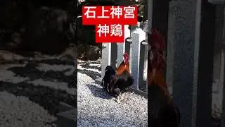 【石上神宮の神鶏】#shorts #石上神宮 #日本最古の神社 #神鶏 #神の使い