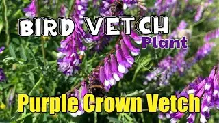 Bird Vetch or Purple crown vetch plant