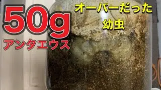 【アンタエウス】５０ｇＵＰ幼虫のその後は？【4本目のエサ交換】