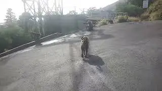 Simons town wildlife