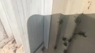 Boxelder Bugs Crawling All Over the Exterior