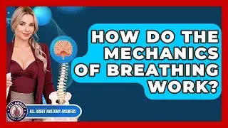 How Do The Mechanics Of Breathing Work? - All About Anatomy Answers