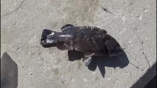Tautog Fishing At The Ocean City Inlet - Ocean City MD #tautog #fishing #oceancitymd