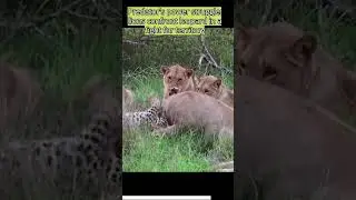 Predator's Power Struggle Lions Confront Leopard in a Fight for Territory #wildlife ,#wildshorts