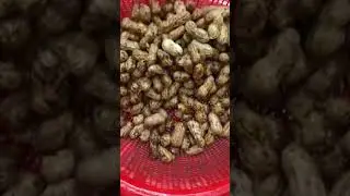 Rural Life: Harvesting Peanuts by Hand | Traditional Farming Techniques in the Countryside