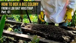 How to Box a Bee Colony from a Designed Bait Hive/Trap Part -01