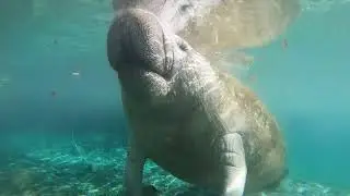 Closeup Manatee Encounter {River Ventures Manatee Swim Tour}