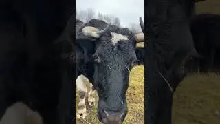 A little bit for everyone. #bull #cows