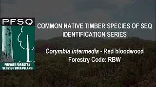 Species ID Series: Red Bloodwood