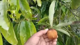 অত্যন্ত সুস্বাদু একটি ফল | স্বাদ এবং গন্ধ আপনাকে মুগ্ধ করবেই | বিলেতি গাব - মিষ্টি গাব | Viral video