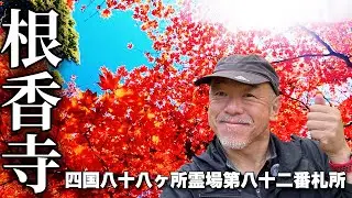 【紅葉の名所】根香寺で見る絶景！弘法大師ゆかりの天台宗古刹を完全ガイド【旅行VLOG、レビュー】標高362m四国八十八ヶ所霊場中10番目の高さ！仁王門から25段下る珍しい配置！パワースポット巡り！