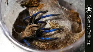 Świecący PTASZNIK + NAJWIĘKSZY jakiego mam! - @SpidersOnlinePL