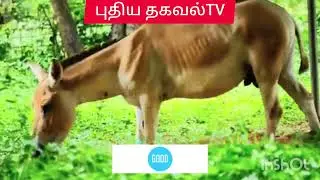 கழுதை (தினம்)பார்த்தா யோகம் வருமா