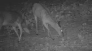 2 Nice Bucks!