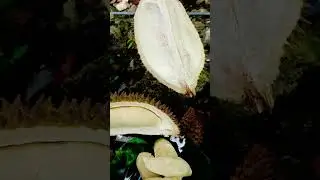Durian lokal #fruit #food #mukbang