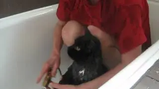 talende kat (dansk).AVI