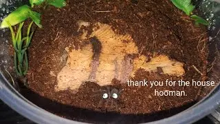 Unboxing 8 New Tarantulas! (200 Subscriber Special!)