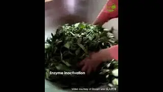 Traditional Chinese tea-processing techniques: Oolong 乌龙茶
