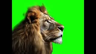 Lion Head Hair Loop Flow  FX Greenscreen HD #yearofyou #greenscreen #lionking #ekanimationstudio