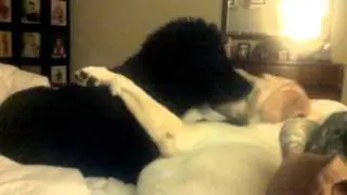Our two dogs kissing....love!