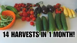 YOU DONT NEED A BIG GARDEN TO GROW FRESH FRUIT AND VEGETABLES
