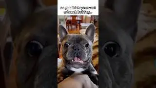 Hilarious French Bulldog Antics &ndash; Try Not to Laugh!