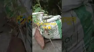 বস্তায় রসুন গাছ 🫣🤣#blogs #agriculture #shortvideos #viral #farming #shorts