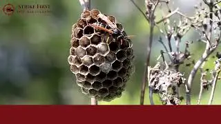 How to Identify and Prevent Bed Bug Infestations | Bed Bug Control Tips