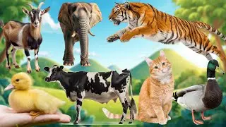 Cute Farm Animals: Tiger,Dog,Cat , Cow ,Pig,Horse,Elephant ,Lion-Animal Video