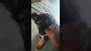 #Rex snacks bone #rex #snacks #learningtime #funny #puppy #ytshorts #vlogs #shorts