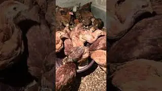 video par 0 views hai deklo 0📈🚀#chickenlife #poultryfarming #backyardchickens #freerange chickens