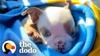 Парень спас маленького французского щенка, который прыгает как кролик | The Dodo