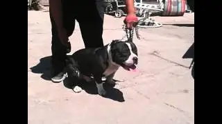 AMERICAN BULLY DAXLINE DEXTER