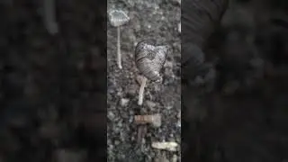 Coprinopsis lagopus (Hare's foot inkcap)