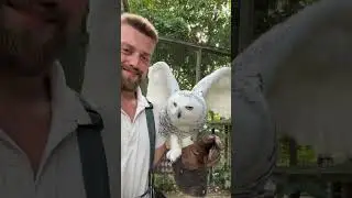Getting ready for winter with our Snowy Owl