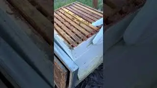 Quick hive check! #beekeeping #apiary #honeybees