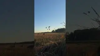 #Goose hunting Hunt video shot #hunting #foryou