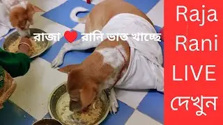 Raja♥️ Rani Live  যুদ্ধ মারপিট দৌড়াদৌড়ি কি কাণ্ড করছে😻 আর রানি ঝিনুক দিয়ে ভাত খাচ্ছে ♥️🐶Cute dog