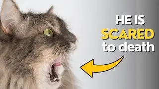 7 Clear Signs Your Cat is Terrified (And How to Help Them Feel Safe!)