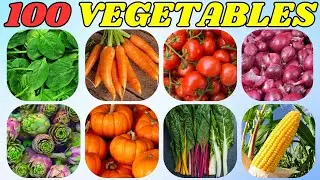 Top 100 Vegetables You Need to Know 🥦🥕🌽 | Healthy & Nutritious Veggies for Cooking and Eating