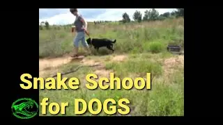 Snake Aversion Training for DOGS