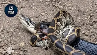Les Attaques De Serpents Les Plus Incroyables Jamais Film&eacute;es Sur Terre | Animaux Sauvages