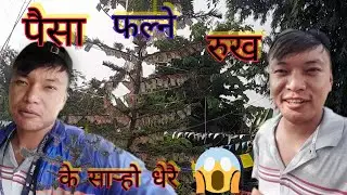 कति धेरै फलेको पैसा रुखमा बाफ्रे बाफ😱😱😱 Money Growing Tree Lovely #nepalivlog #dharan #dailyvlog 