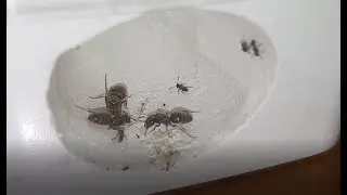Hoe loopt het gevecht af? (Part 2)