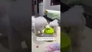 Automatic Ball Launcher 🎾