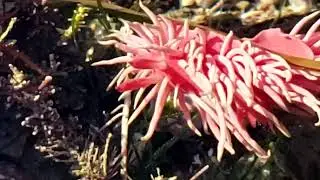 Hopkins' Rose Nudibranch - Orange County, CA - Exploring California Tide Pools