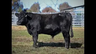 Alloura Angus July 2022 Bull Sale   Lot 40 &ndash; Alloura Rush DGJR259