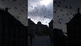A GROUP OF DOVES FLYING IN AMSTERDAM CITY #SHORTS