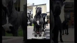 #canecorso #ermincosic #thebest #foryou