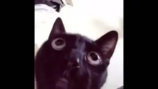 Cat shaking head 